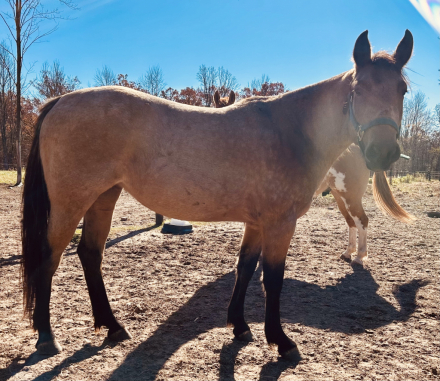 HorseID: 2305316 Abby Drifter Idea - PhotoID: 1088641