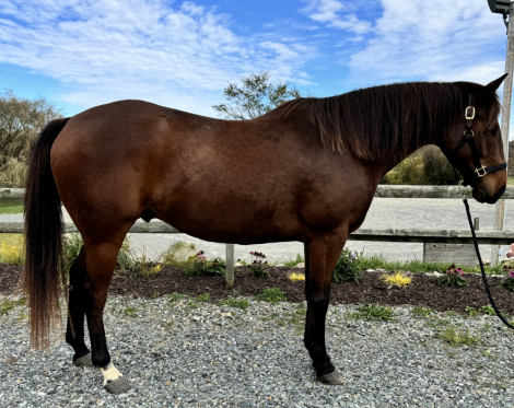 HorseID: 2305318 Jewels Corona Star - PhotoID: 1088642