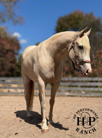 HorseID: 2305319 Suzy - PhotoID: 1088644