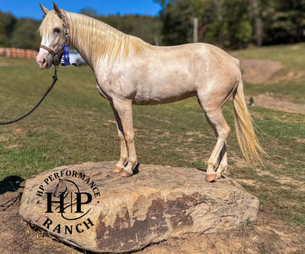 HorseID: 2305319 Suzy - PhotoID: 1088645