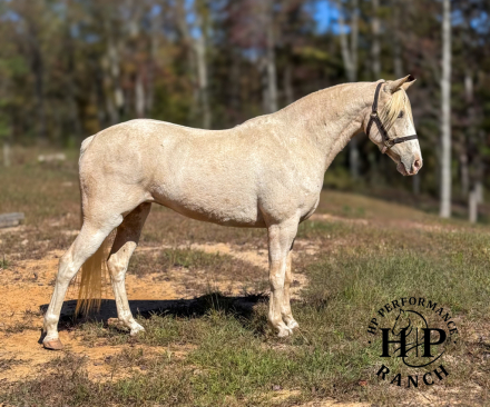 HorseID: 2305319 Suzy - PhotoID: 1088646