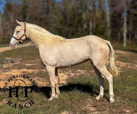 HorseID: 2305319 Suzy - PhotoID: 1088647