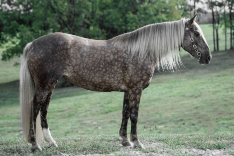 HorseID: 2305326 SWF'S Hard Rocking Covenant - PhotoID: 1088653