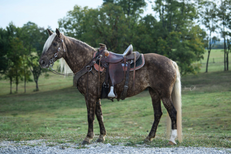 HorseID: 2305326 SWF'S Hard Rocking Covenant - PhotoID: 1088654