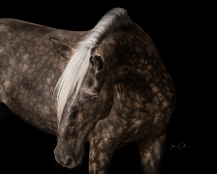 HorseID: 2305326 SWF'S Hard Rocking Covenant - PhotoID: 1088655