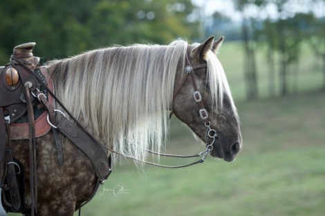 HorseID: 2305326 SWF'S Hard Rocking Covenant - PhotoID: 1088656