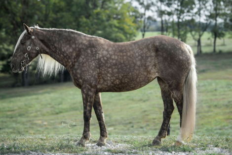 HorseID: 2305326 SWF'S Hard Rocking Covenant - PhotoID: 1088657