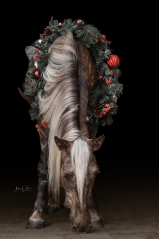 HorseID: 2305326 SWF'S Hard Rocking Covenant - PhotoID: 1088658