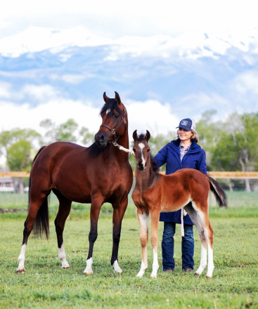 HorseID: 2305328 Always And Forever V - PhotoID: 1088660