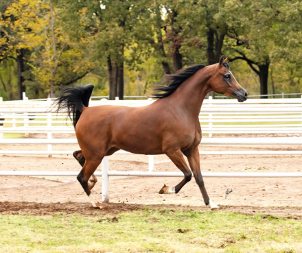 HorseID: 2305328 Always And Forever V - PhotoID: 1088661