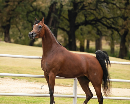 HorseID: 2305328 Always And Forever V - PhotoID: 1088662