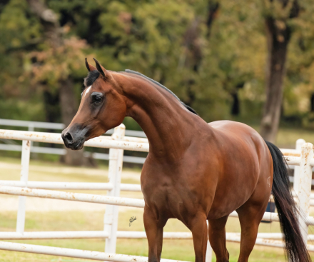 HorseID: 2305328 Always And Forever V - PhotoID: 1088663