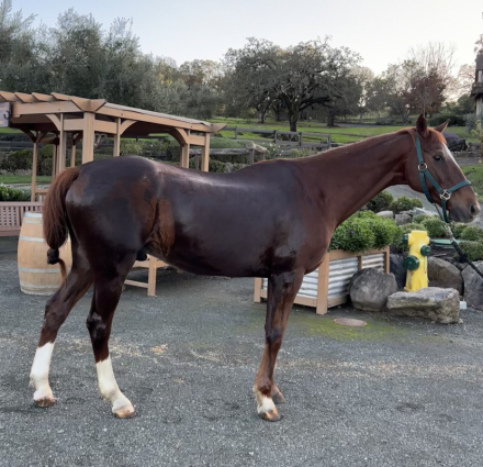 HorseID: 2305329 Viking - PhotoID: 1088664