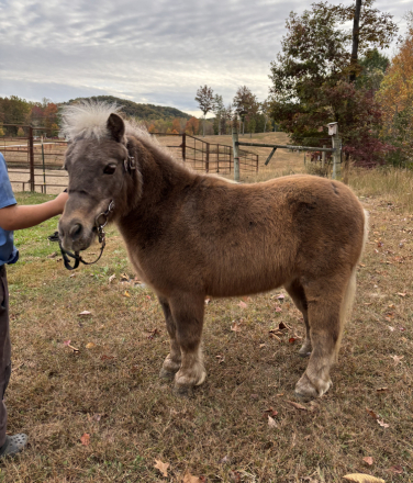 HorseID: 2305330 Sparky - PhotoID: 1089876