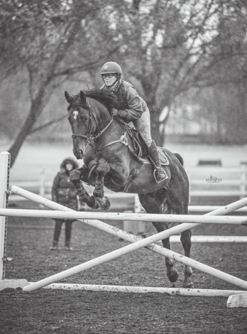 HorseID: 2305331 Touchdown RV Z - PhotoID: 1088665