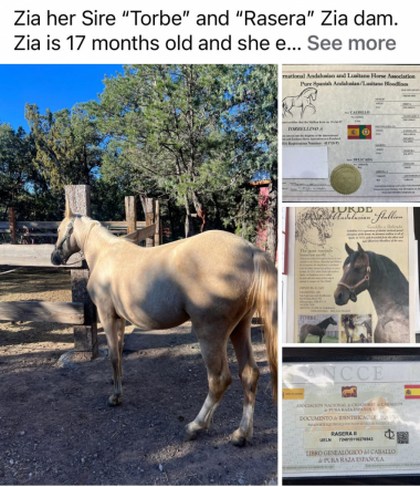 HorseID: 2305334 ZIA - PhotoID: 1088669