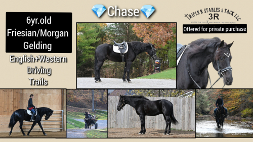 HorseID: 2305336 Chase - PhotoID: 1088666