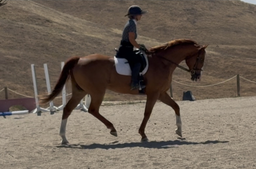 HorseID: 2305337 Teddy - PhotoID: 1088667