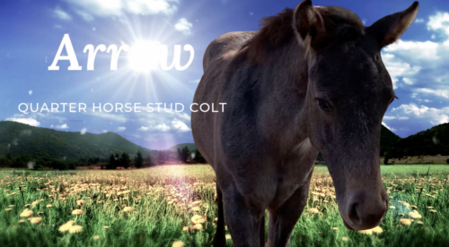 HorseID: 2305338 Arrow - PhotoID: 1088682