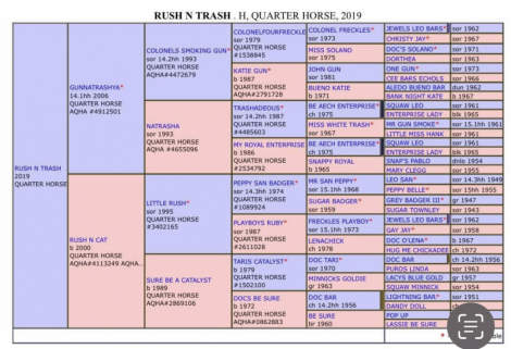 HorseID: 2305338 Arrow - PhotoID: 1089993