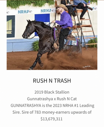 HorseID: 2305338 Arrow - PhotoID: 1089994