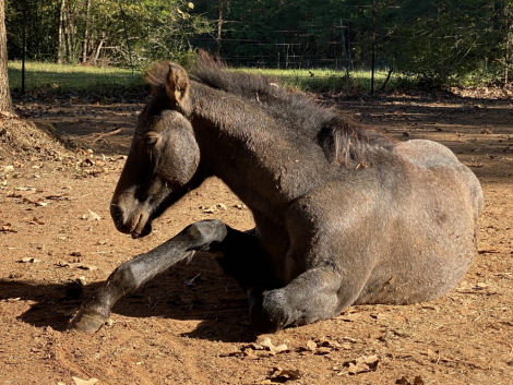 HorseID: 2305338 Arrow - PhotoID: 1089997