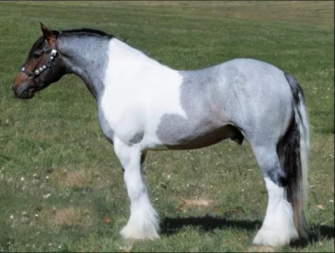 HorseID: 2305340 RTI Jumping Jack Flash - PhotoID: 1088670