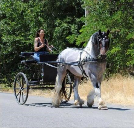 HorseID: 2305340 RTI Jumping Jack Flash - PhotoID: 1088673