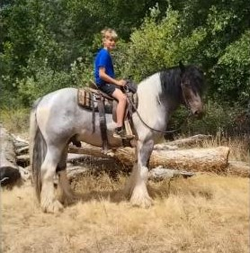 HorseID: 2305340 RTI Jumping Jack Flash - PhotoID: 1088674