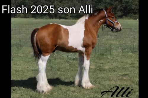 HorseID: 2305340 RTI Jumping Jack Flash - PhotoID: 1088675