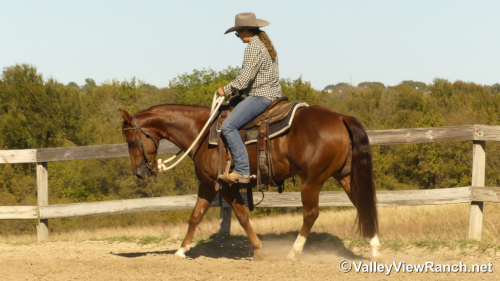 HorseID: 2305341 Cool Caddy Cat - PhotoID: 1088676