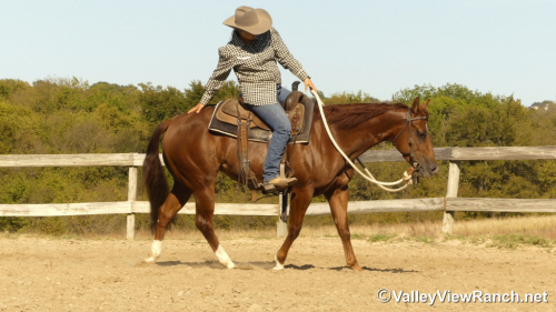 HorseID: 2305341 Cool Caddy Cat - PhotoID: 1088677