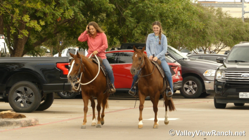 HorseID: 2305341 Cool Caddy Cat - PhotoID: 1088678