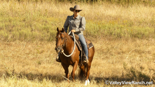 HorseID: 2305341 Cool Caddy Cat - PhotoID: 1088679