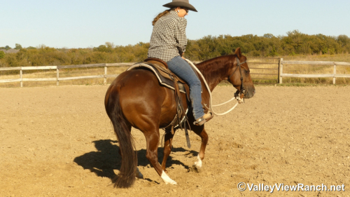 HorseID: 2305341 Cool Caddy Cat - PhotoID: 1088680