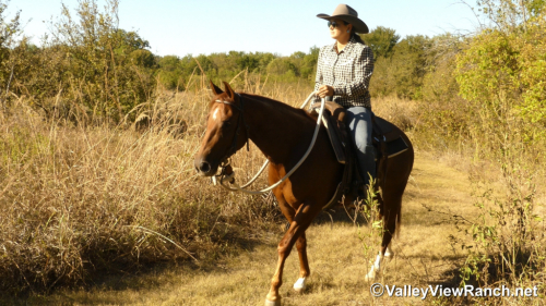 HorseID: 2305341 Cool Caddy Cat - PhotoID: 1088681