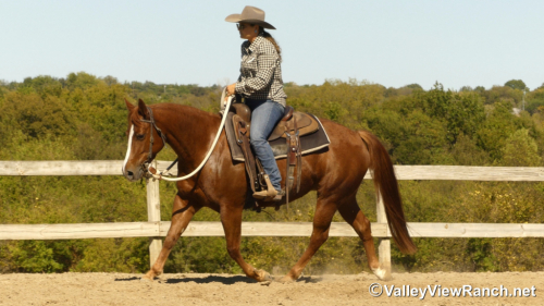 HorseID: 2305342 Richish - PhotoID: 1088683