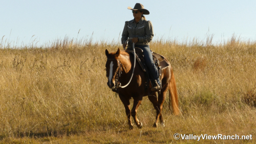 HorseID: 2305342 Richish - PhotoID: 1088684