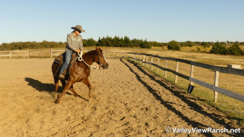 HorseID: 2305342 Richish - PhotoID: 1088685