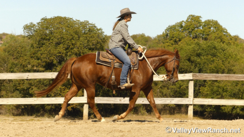 HorseID: 2305342 Richish - PhotoID: 1088687