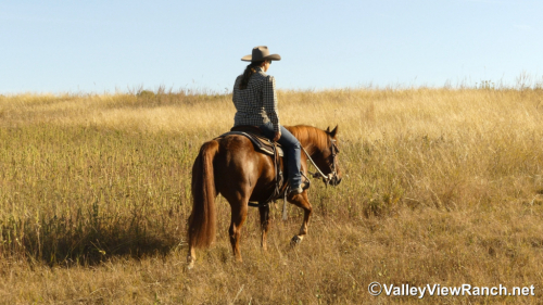 HorseID: 2305342 Richish - PhotoID: 1088688