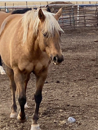 HorseID: 2305343 COOLEST JEWEL AROUND - PhotoID: 1088695