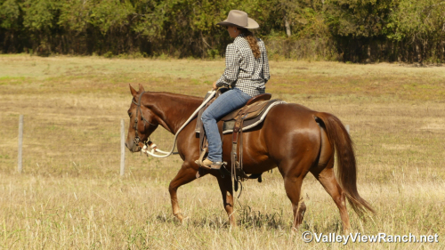 HorseID: 2305346 Peekin At Hugh - PhotoID: 1088693