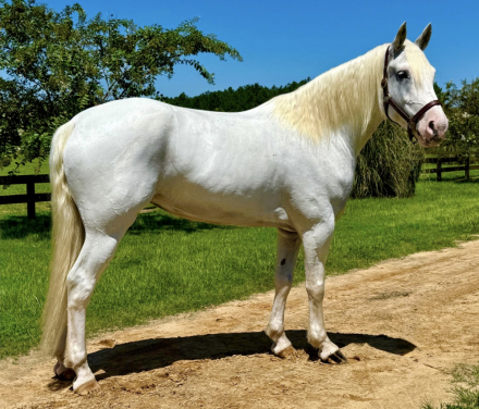 HorseID: 2305348 Willow - PhotoID: 1088696