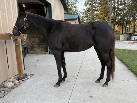 HorseID: 2305350 MM IMA FAB SIX MOON - PhotoID: 1088703