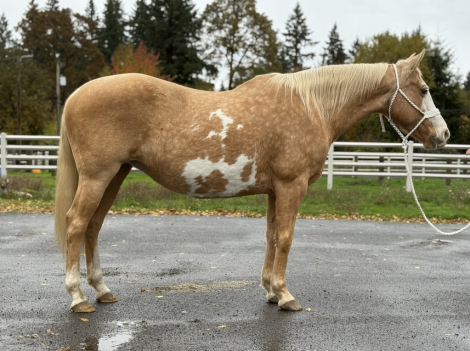 HorseID: 2305353 Frannie - PhotoID: 1088705