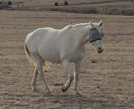 HorseID: 2305354 PISTOLS N FUEL - PhotoID: 1088706