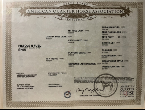 HorseID: 2305354 PISTOLS N FUEL - PhotoID: 1088707