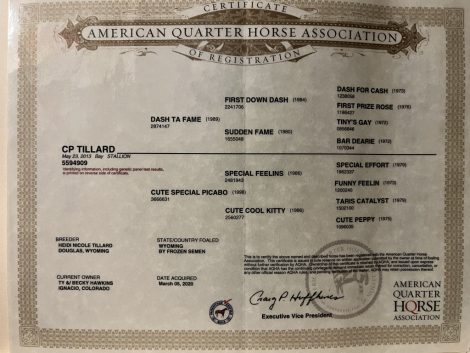 HorseID: 2305354 PISTOLS N FUEL - PhotoID: 1088708