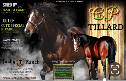 HorseID: 2305354 PISTOLS N FUEL - PhotoID: 1088709